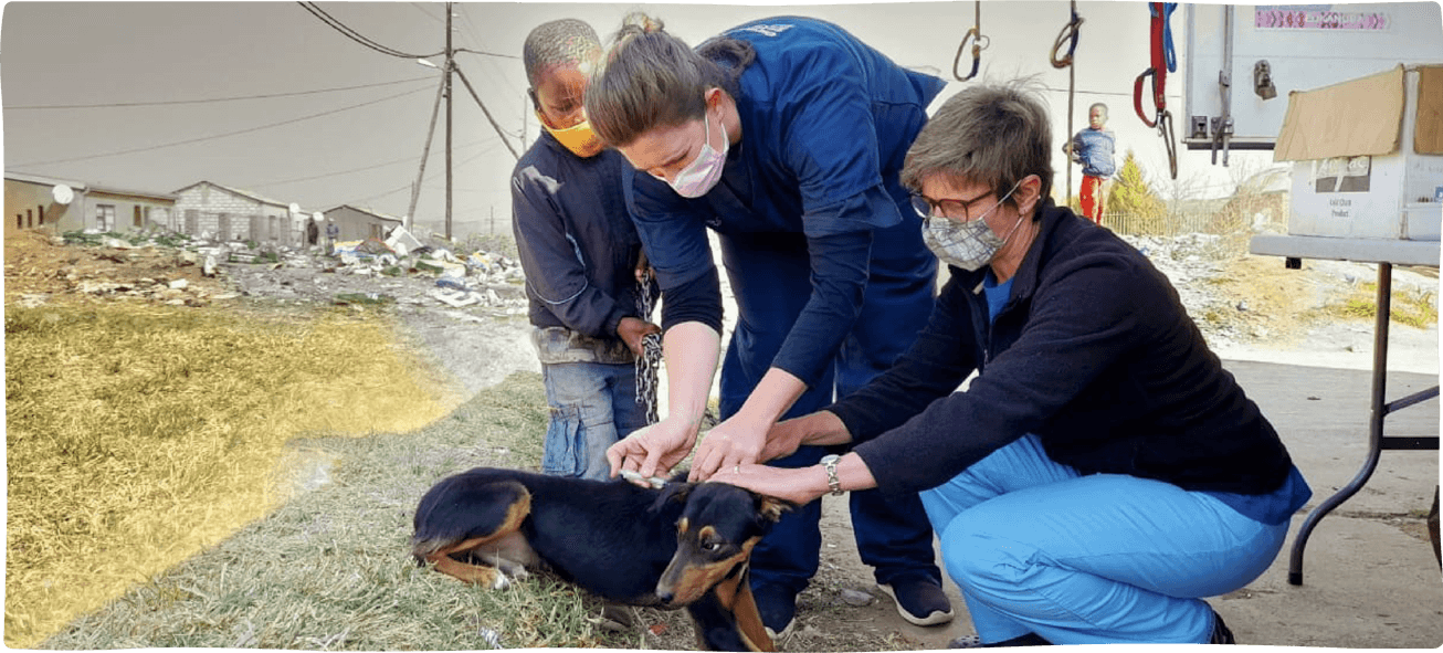 Animal Welfare Society are working hard to eradicate poor welfare, disease, and suffering among cats and dogs