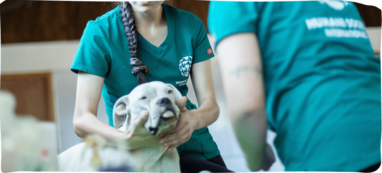 Our donation will support the HSI's successful programme in Bolivia training over 100 vets and veterinary technicians in humane netuering practices to manage overpopulation
