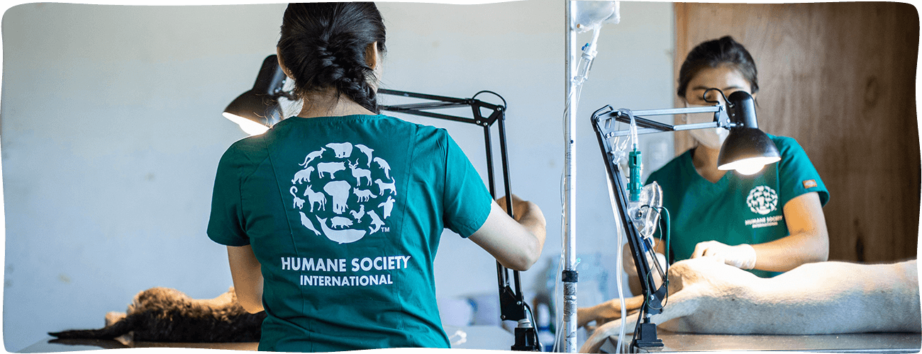 Edgard & Cooper Foundation Humane Society International