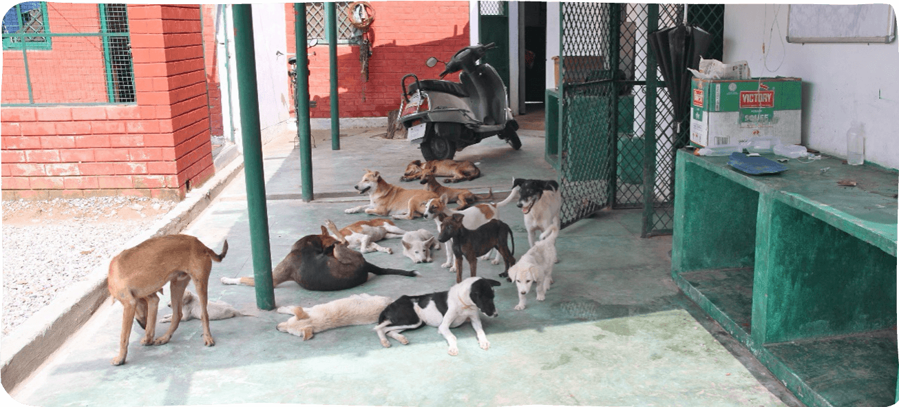 Edgard & Cooper People For Animals Dehradun | Improve the welfare of pets  and stray cats and dogs